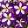 Petunie 'Crazytunia® Lucky Lilac' lila-weiß, hängend, Topf-Ø 13 cm,6er-Set