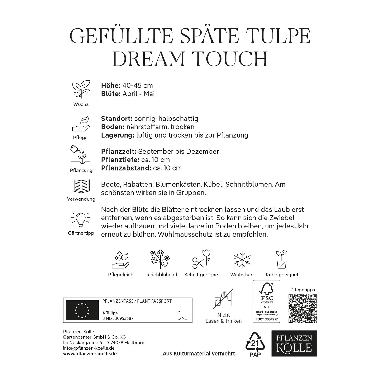 Gefüllte späte Tulpen 'Dream Touch', purpur/weiß, 7 Blumenzwiebeln