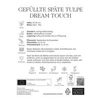 Gefüllte späte Tulpen 'Dream Touch', purpur/weiß, 7 Blumenzwiebeln