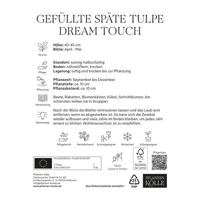 Gefüllte späte Tulpen 'Dream Touch', purpur/weiß, 7 Blumenzwiebeln