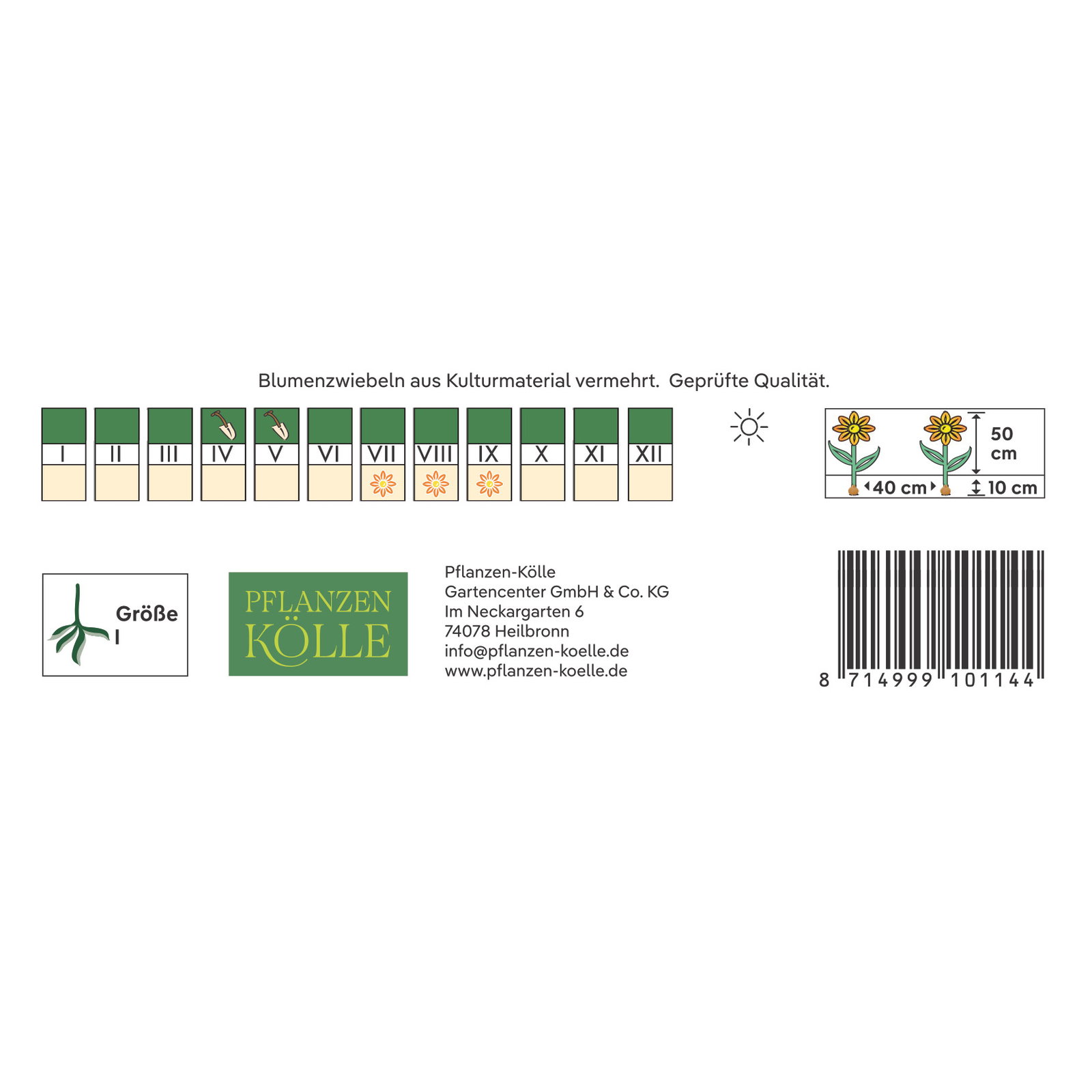 Kölles Beste Halskrausen-Dahlie Impression Festivo rot-creme, 1 Knolle