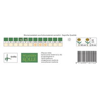 Kölles Beste Halskrausen-Dahlie Impression Festivo rot-creme, 1 Knolle