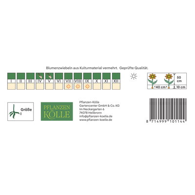 Kölles Beste Halskrausen-Dahlie Impression Festivo rot-creme, 1 Knolle
