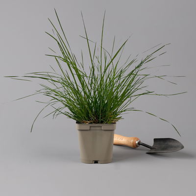 Bio Rasen-Schmiele, Topf- 11x11 cm, 3 Pflanzen Bio Rasen-Schmiele, Topf- 11x11 cm, 3 Pflanzen
