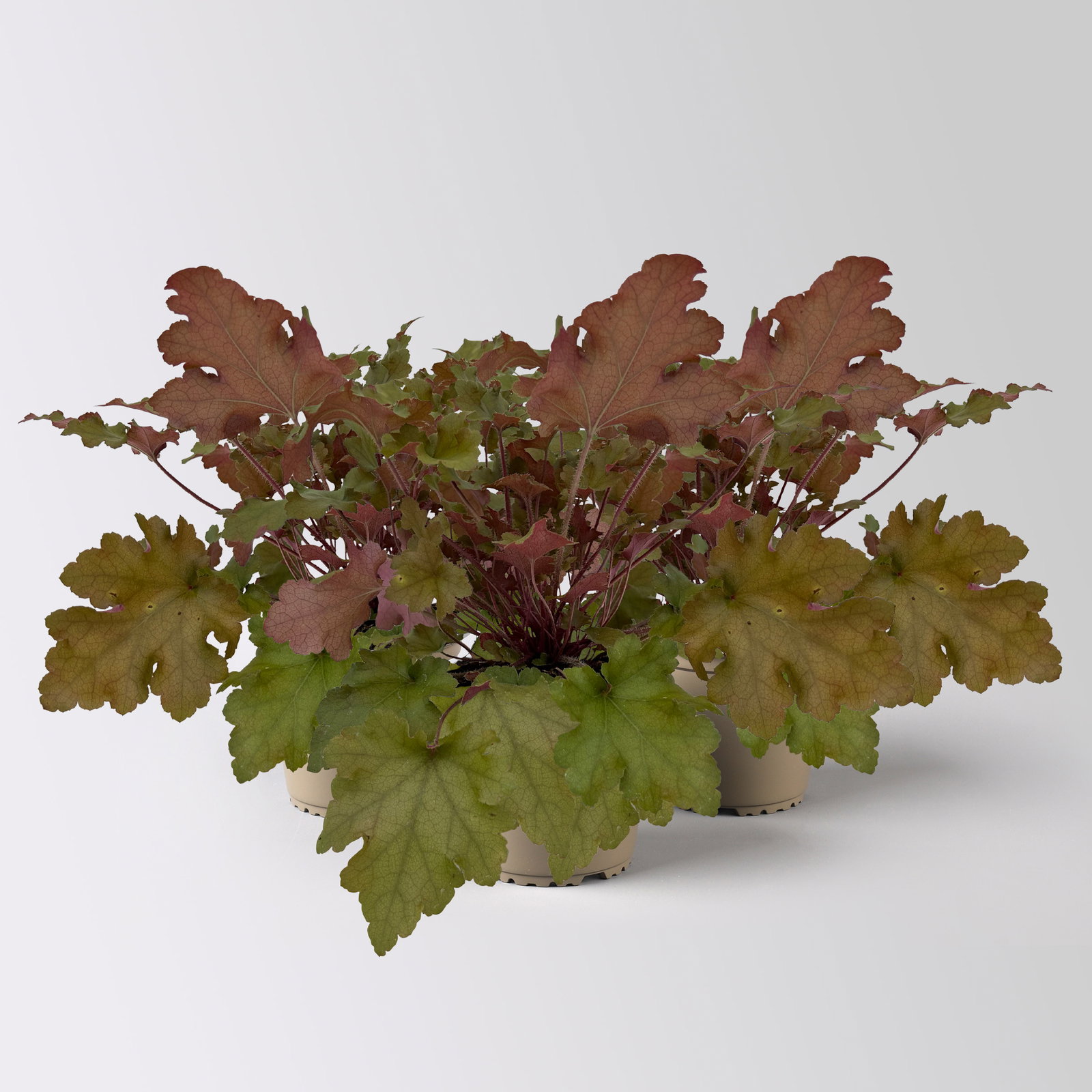 Bio Purpurglöckchen 'Marmalade®', kupfer/purpur, Topf-Ø 12 cm, 3 Pflanzen Bio Purpurglöckchen 'Marmalade®', kupfer/purpur, Topf-Ø 12 cm, 3 Pflanzen