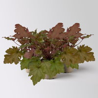Bio Purpurglöckchen 'Marmalade®', kupfer/purpur, Topf-Ø 12 cm, 3 Pflanzen Bio Purpurglöckchen 'Marmalade®', kupfer/purpur, Topf-Ø 12 cm, 3 Pflanzen