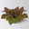 Bio Purpurglöckchen 'Marmalade®', kupfer/purpur, Topf-Ø 12 cm, 3 Pflanzen Bio Purpurglöckchen 'Marmalade®', kupfer/purpur, Topf-Ø 12 cm, 3 Pflanzen