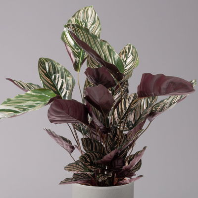 Korbmarante, Goeppertia ornata syn. Calathea, Topf-Ø 19 cm, Höhe ca. 65-85 cm Korbmarante, Goeppertia ornata syn. Calathea, Topf-Ø 19 cm, Höhe ca. 65-85 cm