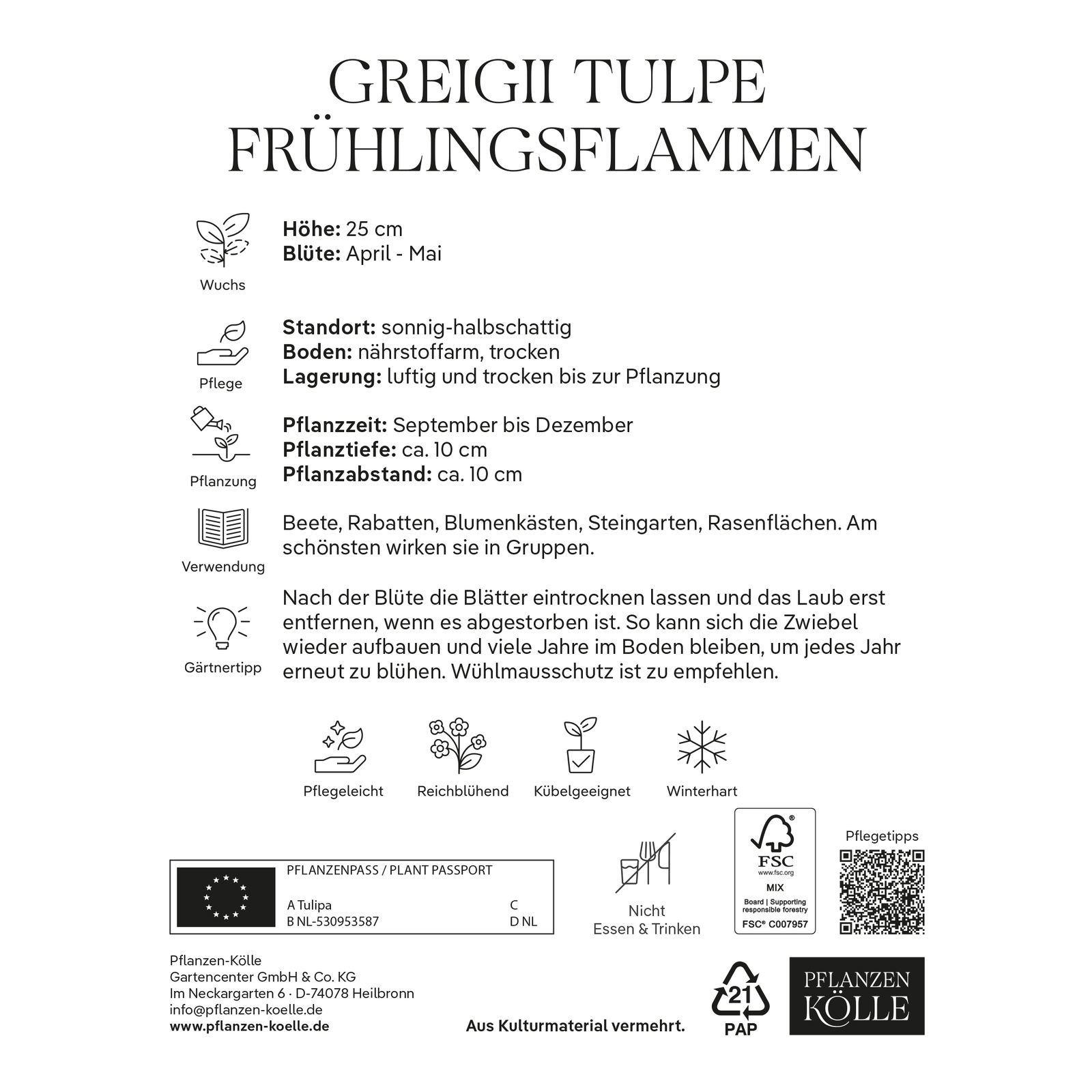 Greigii Tulpe, rot/orange, 7 Blumenzwiebeln