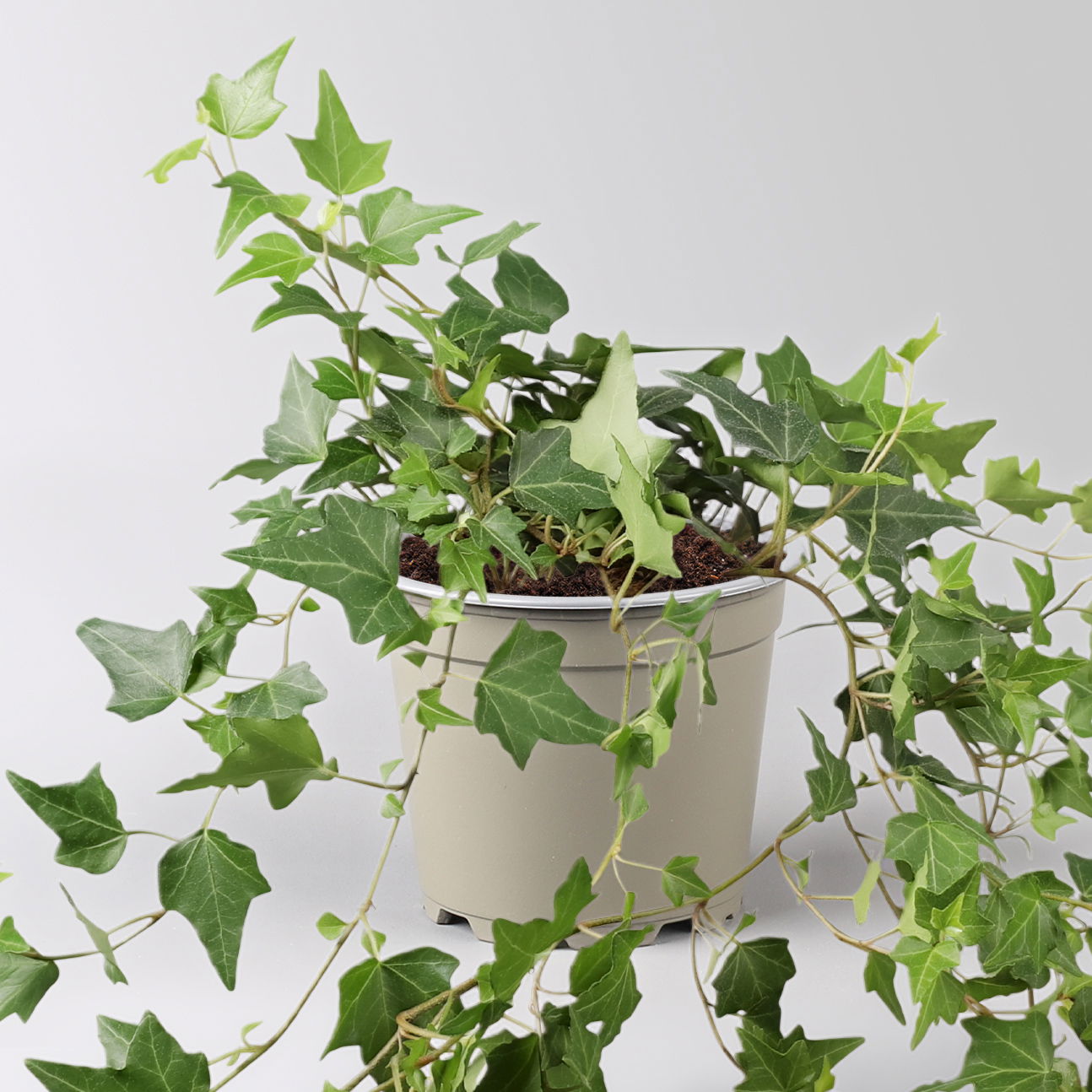 Efeu inkl. Keramiktopf Dallas anthrazit Topf-Ø 12/13 cm, 3er-Set Efeu inkl. Keramiktopf Dallas anthrazit Topf-Ø 12/13 cm, 3er-Set