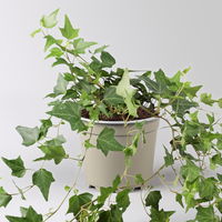 Efeu inkl. Keramiktopf Dallas anthrazit Topf-Ø 12/13 cm, 3er-Set Efeu inkl. Keramiktopf Dallas anthrazit Topf-Ø 12/13 cm, 3er-Set