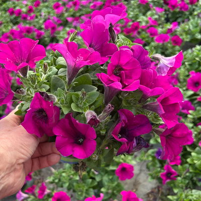 Petunie, fuchsia, hängend, Topf-Ø 13 cm, 6 Pflanzen