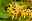 Geißblatt goldene Blüte
