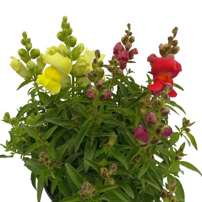 Löwenmäulchen 'Trio' bunt, Topf-Ø 13 cm, 6 Stück