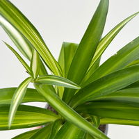 Bio Grünlilie 'Hawaiian', Topf-Ø 12 cm, 2 Pflanzen