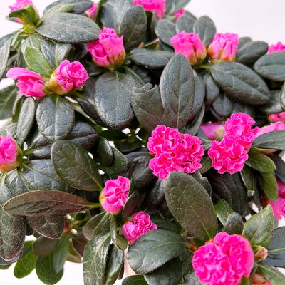 Azalee, Stamm, Farbe zufällig, Topf-Ø 13cm, Höhe ca. 45 cm, 2 Pflanzen Azalee, Stamm, Farbe zufällig, Topf-Ø 13cm, Höhe ca. 45 cm, 2 Pflanzen