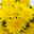 Chrysanthemen 'Chrysanne®Grandezza Yellow', gelb, Topf-Ø 13 cm, 4 Pflanzen