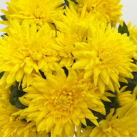 Chrysanthemen 'Chrysanne®Grandezza Yellow', gelb, Topf-Ø 13 cm, 4 Pflanzen
