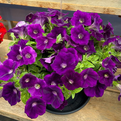 Petunien 'Capella® Indigo Impr' blau, hängend, Topf-Ø 13 cm, 6 Pflanzen