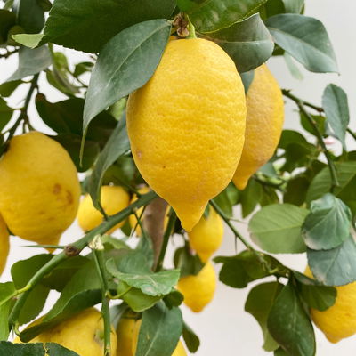 Zitronenbaum, Stamm, Topf-Ø 33 cm, Höhe ca. 150 cm