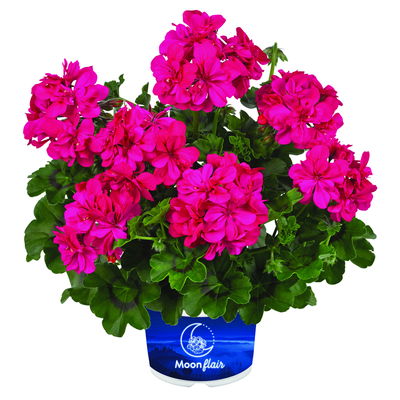 Geranie  'Ivy League™ Deep Pink' pink, hängend, Topf-Ø 13 cm, 6er-Set
