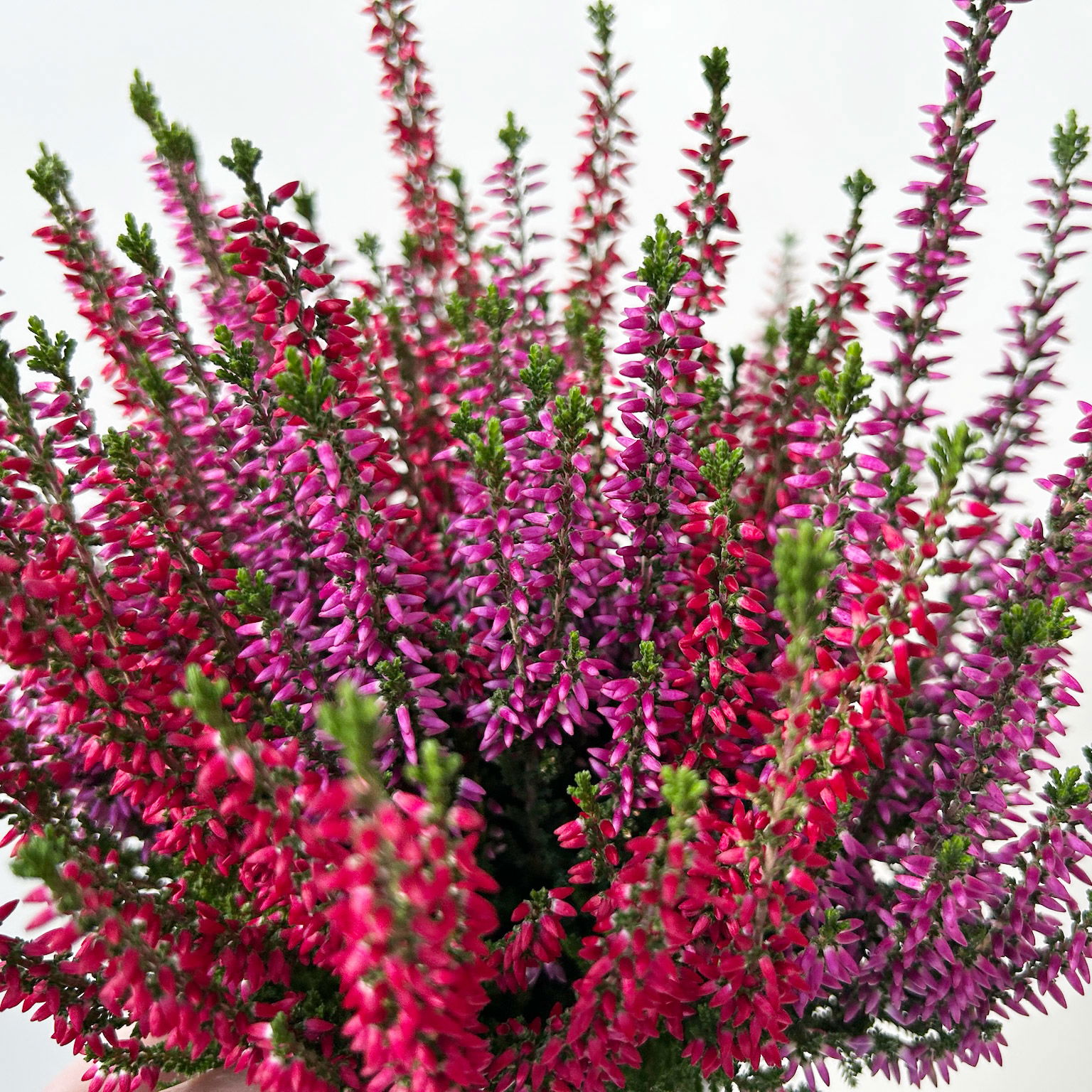 Calluna 'Twin', rot-lila, Topf-Ø 10,5 cm, 6 Pflanzen