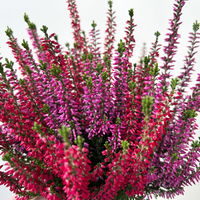 Calluna 'Twin', rot-lila, Topf-Ø 10,5 cm, 6 Pflanzen