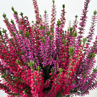 Calluna 'Twin', rot-lila, Topf-Ø 10,5 cm, 6 Pflanzen Calluna 'Twin', rot-lila, Topf-Ø 10,5 cm, 6 Pflanzen