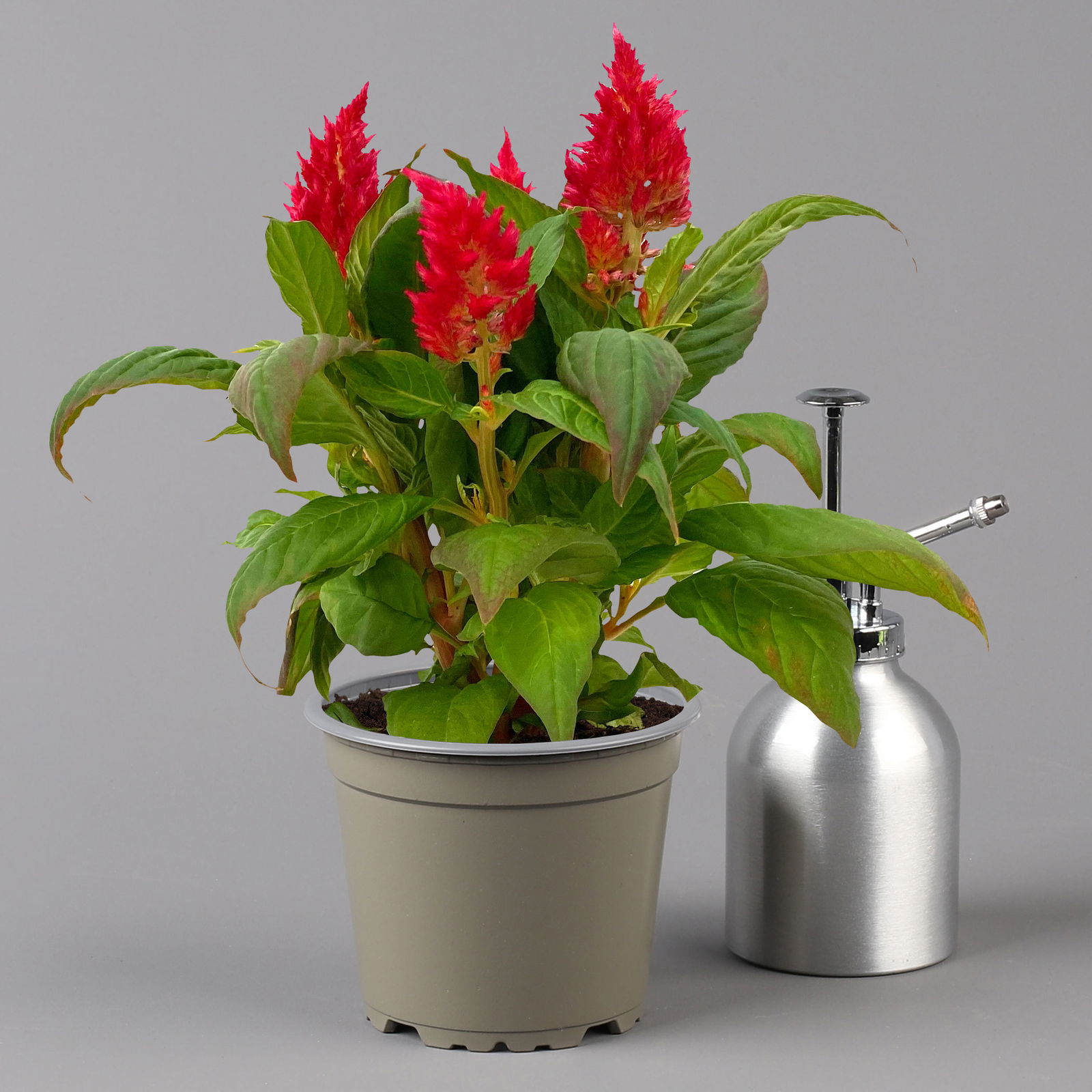 Celosia ‘Kelos Fire Red’ rot, Topf-Ø 12 cm, 6er-Set kaufen
