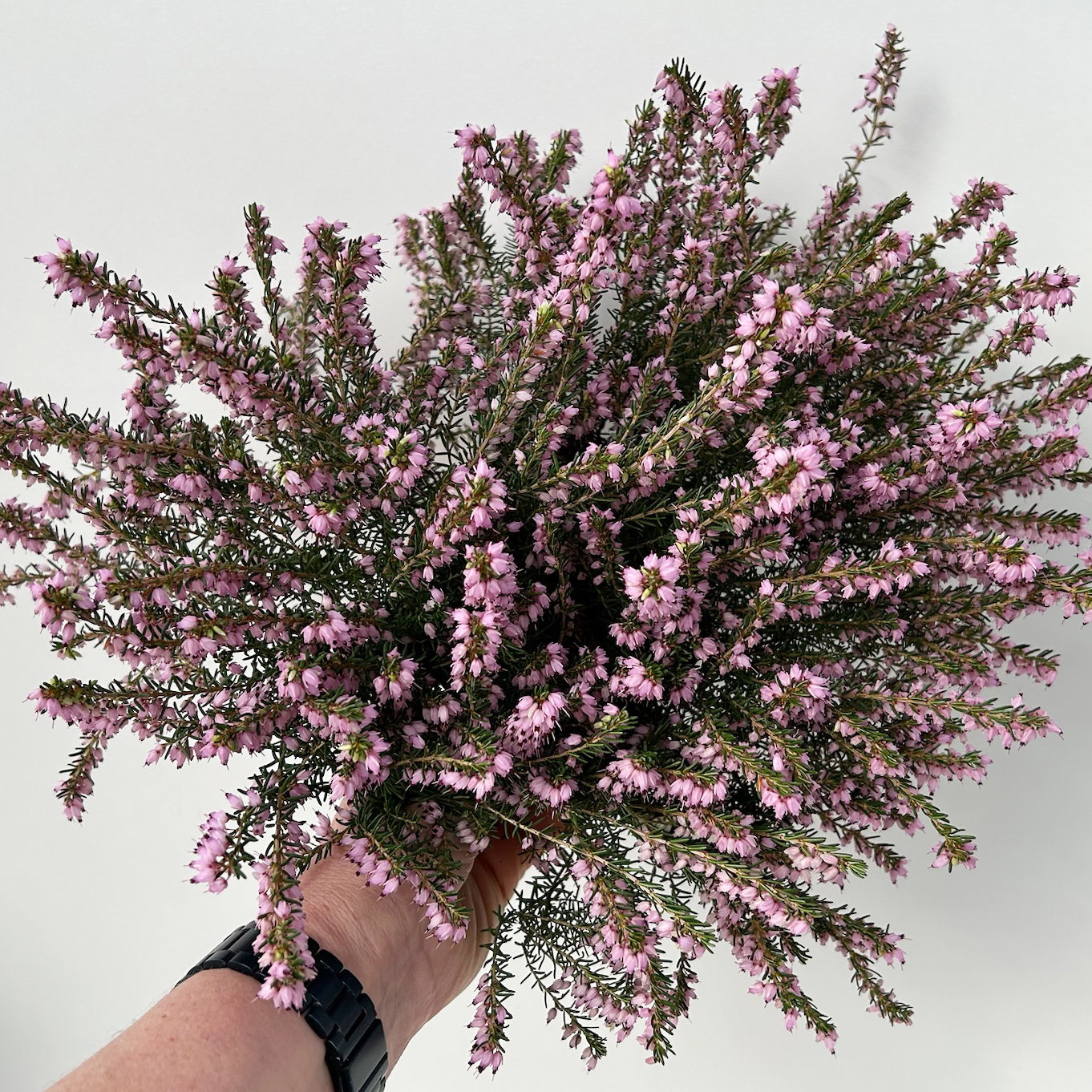 Winterheide, rosa, Topf-Ø 13 cm, 6 Pflanzen
