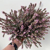 Winterheide, rosa, Topf-Ø 13 cm, 6 Pflanzen