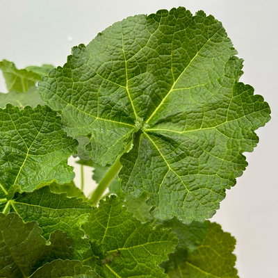 Stockrose, gelb, Topf-Ø 13 cm, 6 Pflanzen