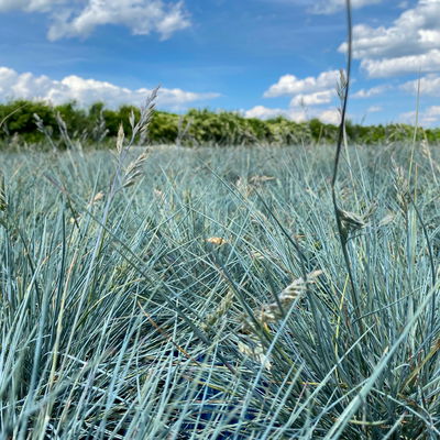 Kölles Beste Blauschwingel 'Elijah Blue', 19 cm Topf Kölles Beste Blauschwingel 'Elijah Blue', 19 cm Topf