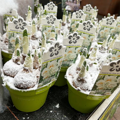 Narzisse 'Bridal Crown' , winterweiß, vorgetrieben, Topf-Ø 12 cm, 6 Pflanzen Narzisse 'Bridal Crown' , winterweiß, vorgetrieben, Topf-Ø 12 cm, 6 Pflanzen