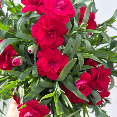 Nelke 'Oscar®', Farbe zufällig, Topf-Ø 14 cm, 4 Pflanzen