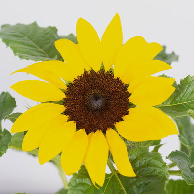 Sonnenblume 'Sunsation'® gelb, Topf-Ø 12/13 cm, 6 Pflanzen