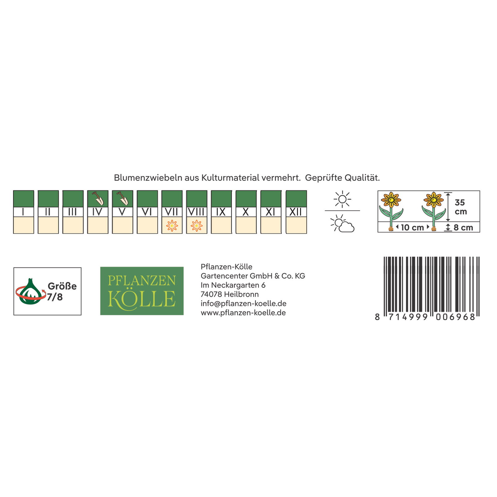 Kölles Beste Ranunkel Aviv rot, 10 Blumenknollen