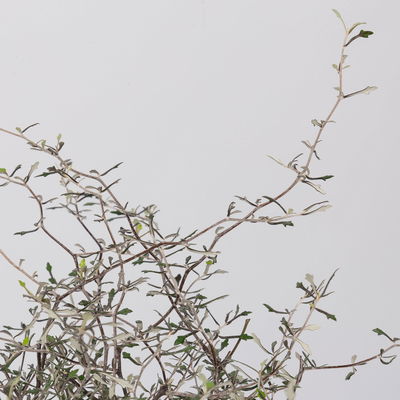 Zickzackstrauch, Topf-Ø 11 cm, Höhe ca. 20 cm, 3er-Set Zickzackstrauch, Topf-Ø 11 cm, Höhe ca. 20 cm, 3er-Set