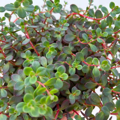 Felsen-Fettblatt 'Lidakense' purpurrot, Topf-Ø 12 cm, 6er-Set Felsen-Fettblatt 'Lidakense' purpurrot, Topf-Ø 12 cm, 6er-Set