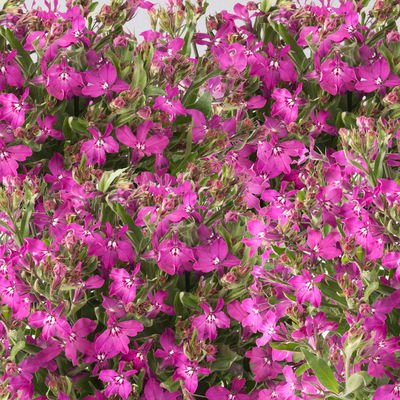 Männertreu pink, Topf-Ø 12 cm, 6er-Set