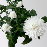 Aster dumosus Mini, Farb-Mix zufällig, Topf-Ø 6 cm, 8 Stück