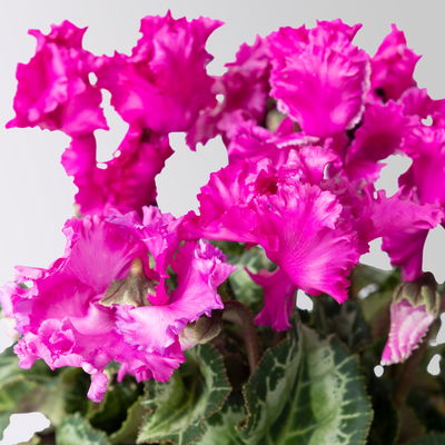 Alpenveilchen 'Merengue Mix' Farben zufällig, Topf-Ø 10,5 cm, 8 Pflanzen Alpenveilchen 'Merengue Mix' Farben zufällig, Topf-Ø 10,5 cm, 8 Pflanzen