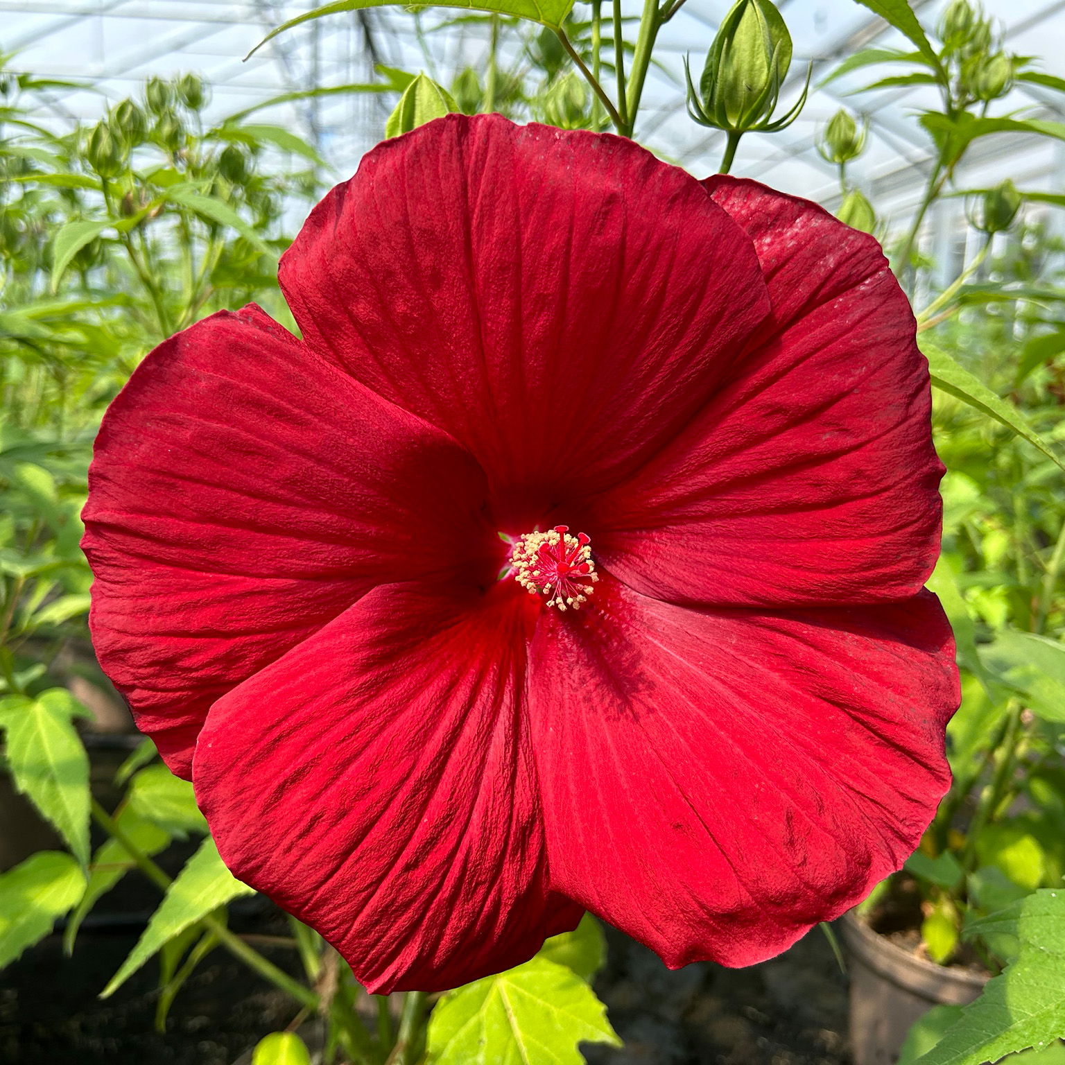 Staudenhibiskus 'My Valentine' rot, Topf 5 Liter