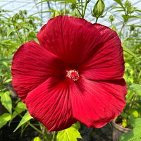 Staudenhibiskus 'My Valentine' rot, Topf 5 Liter