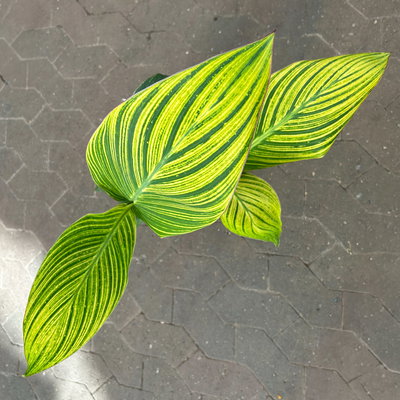 Canna 'Pretoria', Blätter gestreift, Topf-Ø 17 cm, 2 Pflanzen