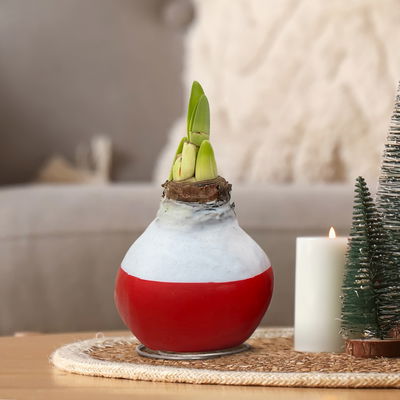 Amaryllis in Wachs XL, Dekor 'Red Mix' Farbe zufällig, Blüte rot