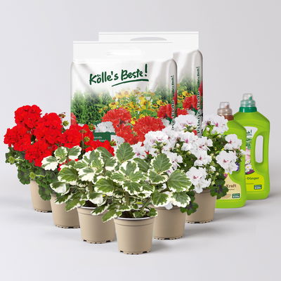 Pflanzenkreation Geranienzauber, groß, 6 Pflanzen inkl. Erde und Dünger