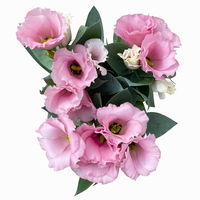 Lisianthus rosa, Topf-Ø 10,5 cm, 8 Pflanzen