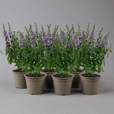 Angelonia lilablau, Topf-Ø 12 cm, 6er-Set