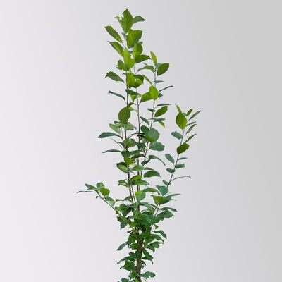 Kölle Bio Säulenmirabelle 'Ruby'®, Topf 10 Liter Kölle Bio Säulenmirabelle 'Ruby'®, Topf 10 Liter